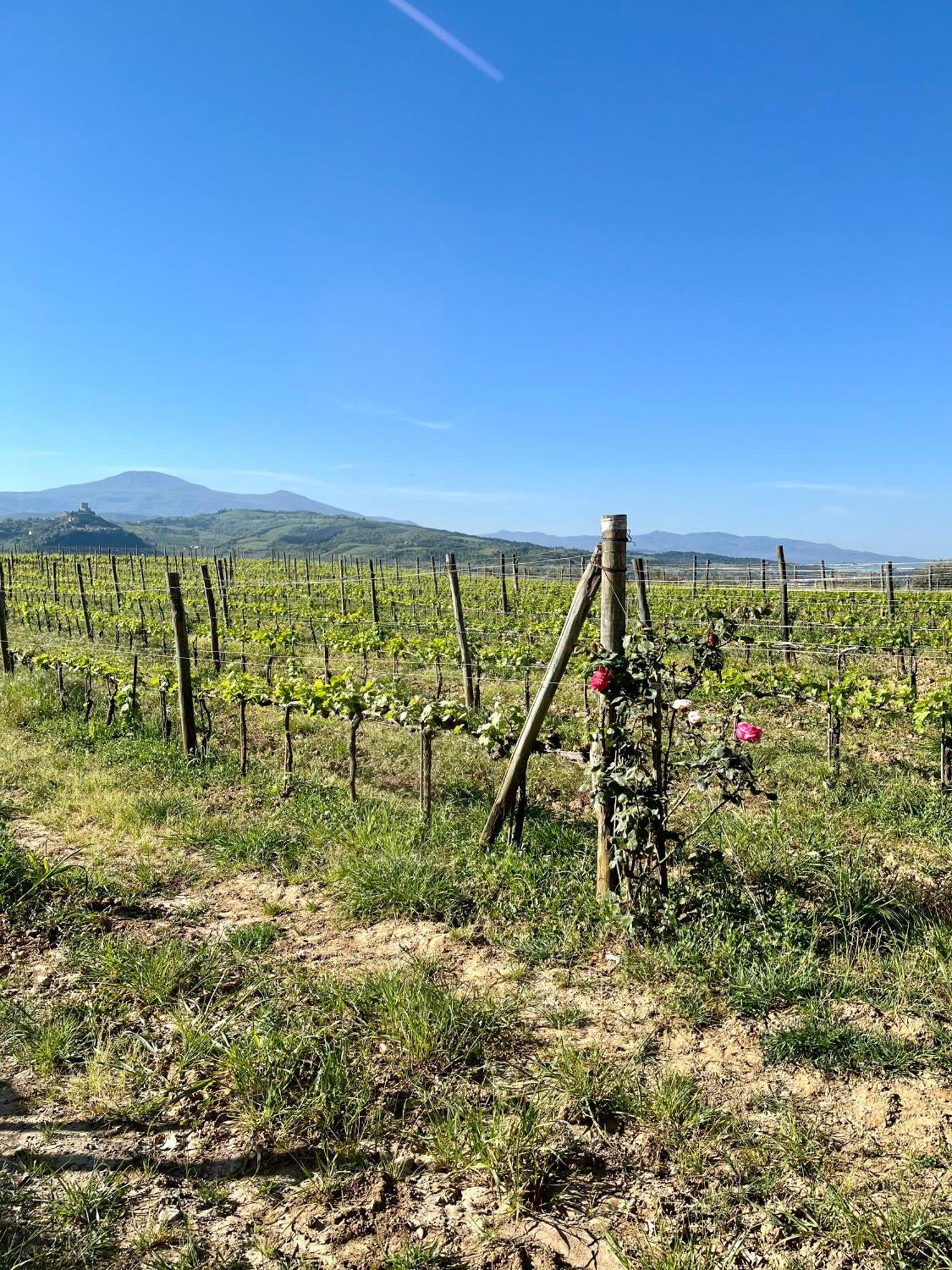 Agriturismo Le Querciole In Val D'Orcia Bagno Vignoni Kültér fotó