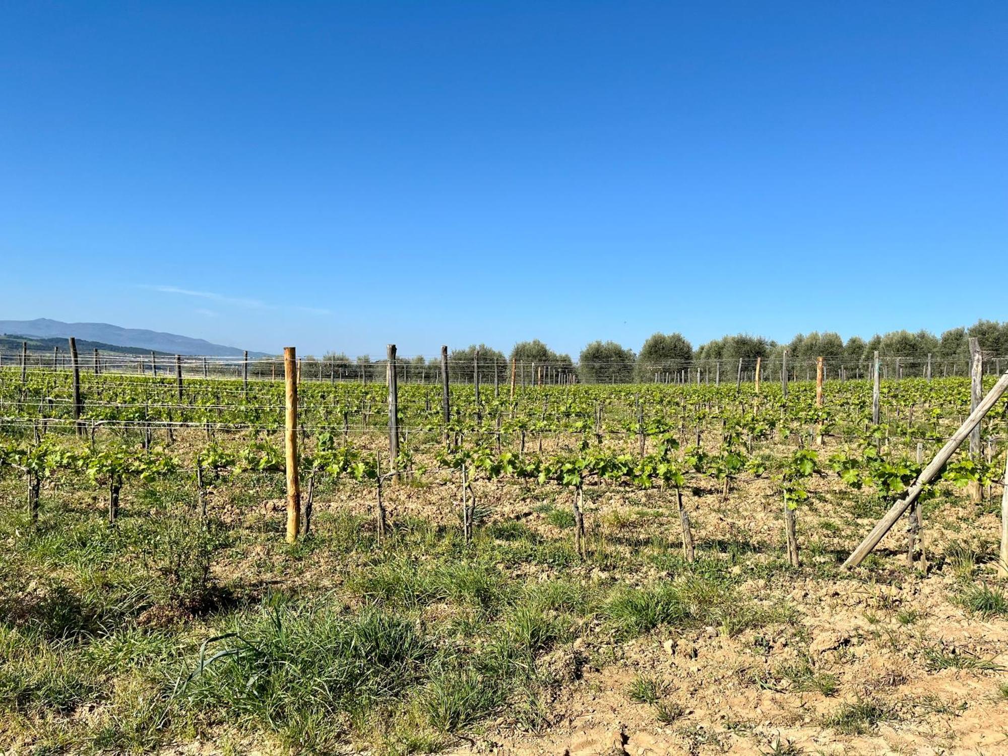 Agriturismo Le Querciole In Val D'Orcia Bagno Vignoni Kültér fotó