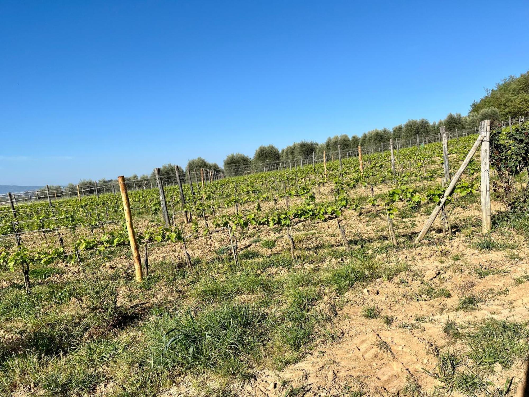 Agriturismo Le Querciole In Val D'Orcia Bagno Vignoni Kültér fotó